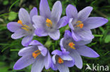 Bonte krokus (Crocus vernus)