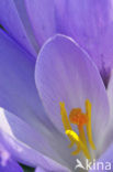 Dutch Crocus