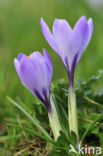 Dutch Crocus