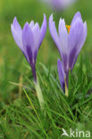 Dutch Crocus