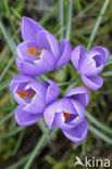 Dutch Crocus