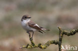 Bonte Vliegenvanger (Ficedula hypoleuca)