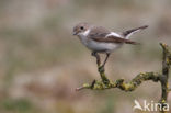 Bonte Vliegenvanger (Ficedula hypoleuca)