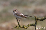 Bonte Vliegenvanger (Ficedula hypoleuca)