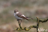 Bonte Vliegenvanger (Ficedula hypoleuca)