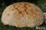 Oligoporus ptychogaster