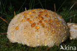 Oligoporus ptychogaster