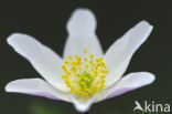 Wood Anemone (Anemone nemorosa)