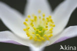 Wood Anemone (Anemone nemorosa)