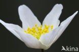 Wood Anemone (Anemone nemorosa)