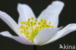 Bosanemoon (Anemone nemorosa)