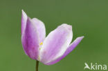 Wood Anemone (Anemone nemorosa)