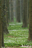 Wood Anemone (Anemone nemorosa)