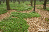 Wood Anemone (Anemone nemorosa)