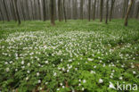 Wood Anemone (Anemone nemorosa)