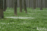 Wood Anemone (Anemone nemorosa)