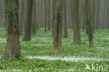 Wood Anemone (Anemone nemorosa)