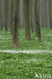 Wood Anemone (Anemone nemorosa)