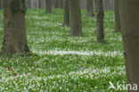Wood Anemone (Anemone nemorosa)