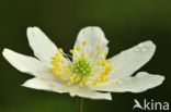 Bosanemoon (Anemone nemorosa)