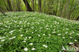 Wood Anemone (Anemone nemorosa)