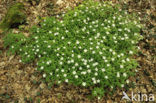 Wood Anemone (Anemone nemorosa)