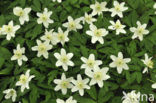 Wood Anemone (Anemone nemorosa)