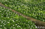 Wood Anemone (Anemone nemorosa)