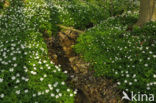 Wood Anemone (Anemone nemorosa)