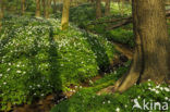 Wood Anemone (Anemone nemorosa)