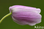 Wood Anemone (Anemone nemorosa)