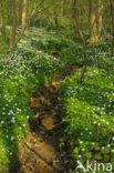 Wood Anemone (Anemone nemorosa)