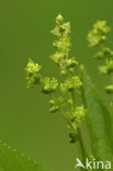 Dog’s Mercury (Mercurialis perennis)