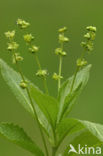 Dog’s Mercury (Mercurialis perennis)