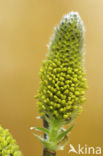 Boswilg (Salix caprea)