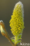 Boswilg (Salix caprea)