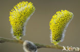 Boswilg (Salix caprea)