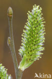 Boswilg (Salix caprea)