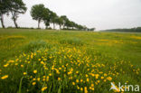 Buttercup (Ranunculus)