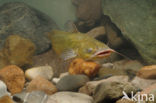 Brown Bullhead (Ameiurus nebulosus)