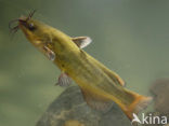 Brown Bullhead (Ameiurus nebulosus)