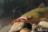 Brown Bullhead (Ameiurus nebulosus)