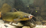 Brown Bullhead (Ameiurus nebulosus)