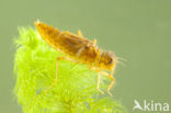 Bruine korenbout (Libellula fulva) 