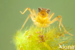 Bruine korenbout (Libellula fulva) 