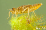 Scarce Chaser (Libellula fulva)