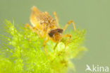 Bruine korenbout (Libellula fulva) 