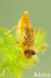 Bruine korenbout (Libellula fulva) 