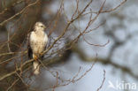 Buizerd (Buteo buteo)