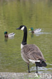 Canadese Gans (Branta canadensis)